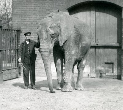 Afrikanischer Elefant 